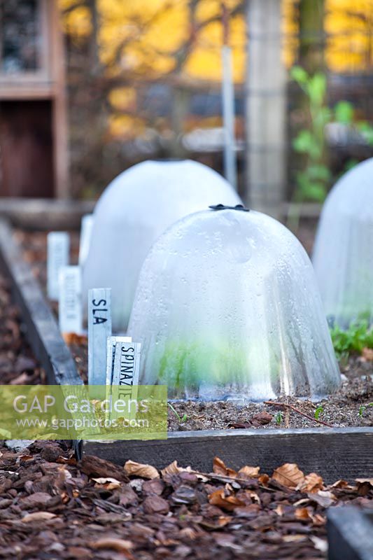 Vegetables under bell cloches. 
