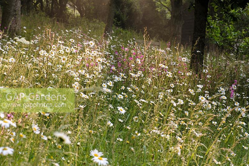 Leucanthemum vulgare - Oxeye daisies - and Silene dioica - Red Campion.
