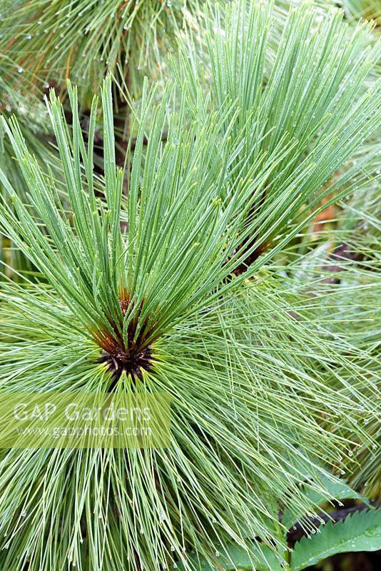 Pinus montezumae 'Sheffield Park' - Pine 'Sheffield Park'