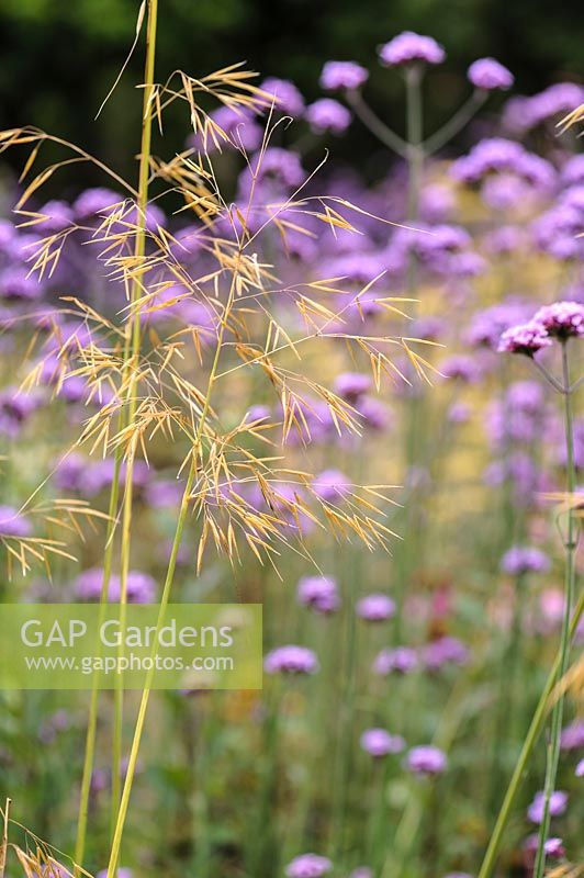 Stipa gigantea, golden oat grass with Verbena bonariensis