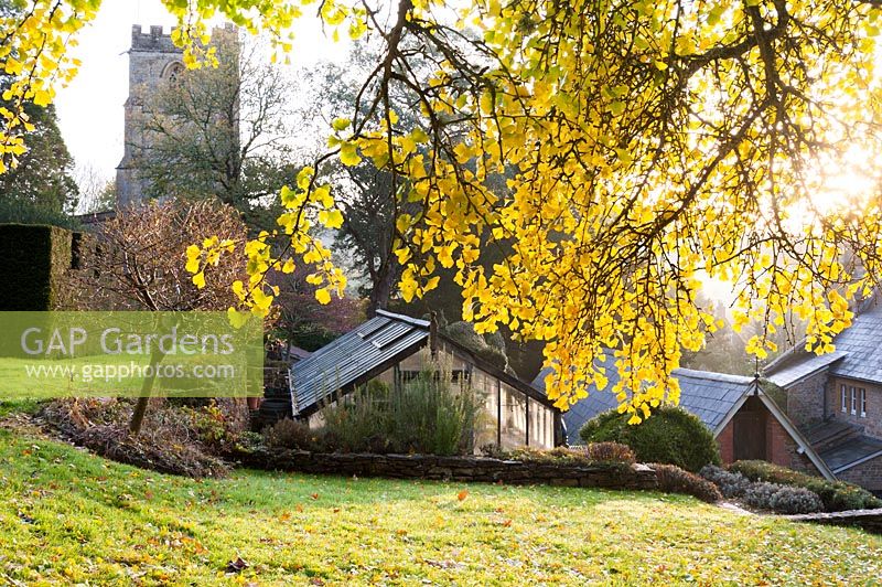 Yellow leaves and greenhouse. Old Rectory, Netherbury, Dorset