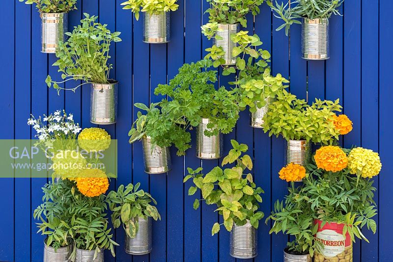 Recycled cans are planted with sage, mint, parsley and oregano, and suspended from a wooden panel, painted blue.