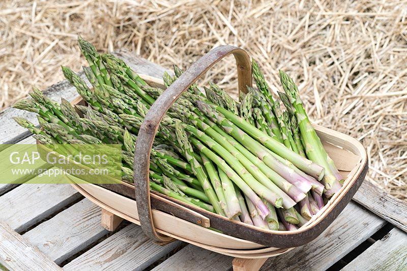 Freshy harvested asparagus in a handmade wooden trug.