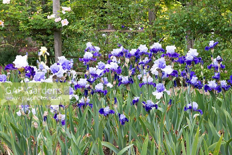 Bearded Cayeux irises, grouped by colours.