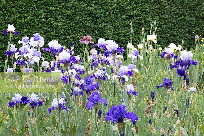 Mixed tall bearded Cayeux irises