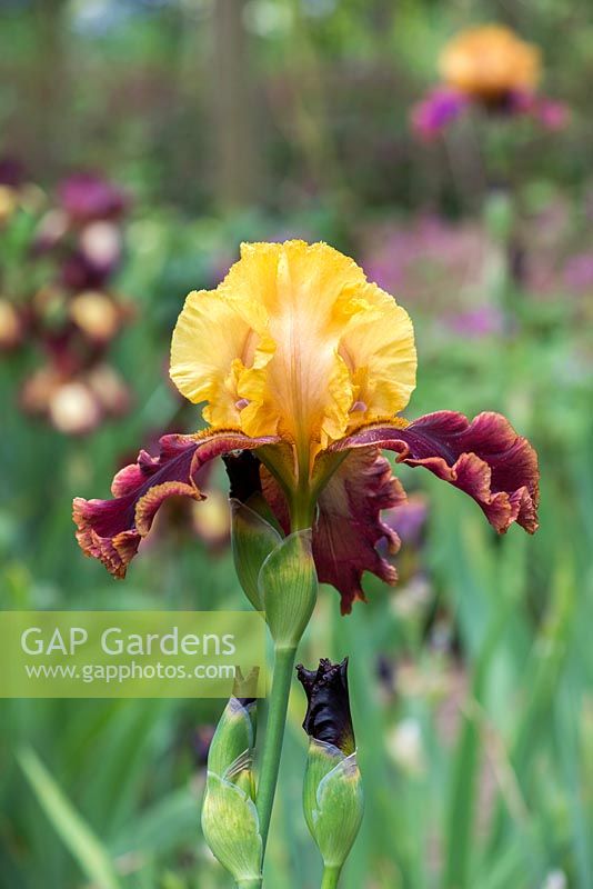 Iris 'Peking Summer', a tall bearded iris