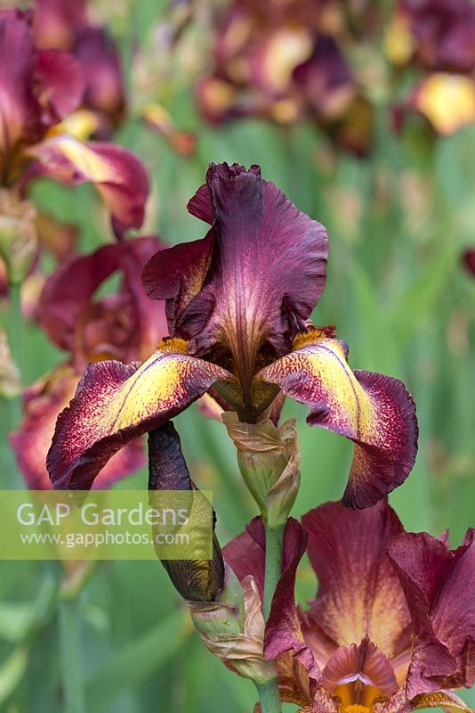 Iris 'Provencale', a tall bearded iris