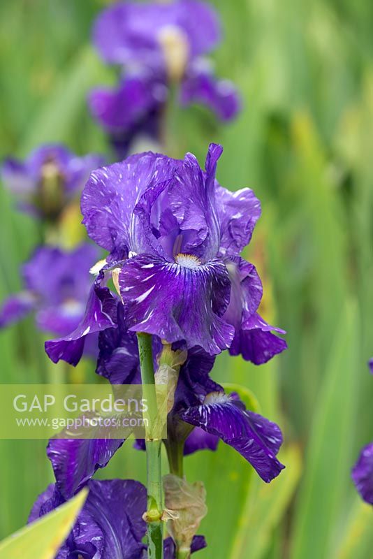 Iris 'Batik', a tall bearded iris
