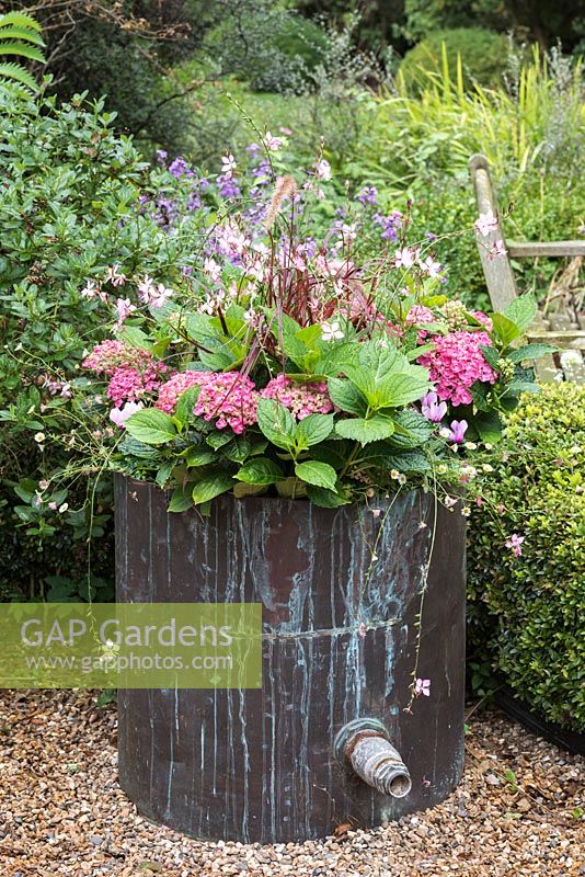 Old copper water cylinder with gaura, hydrangea and red fountain grass.