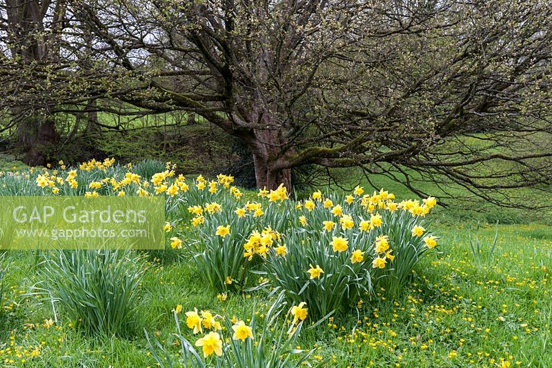 Naturalised daffodils in Wales, self-seeding with golden celandines.
