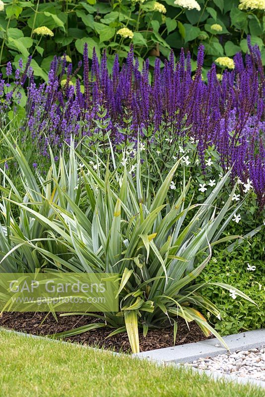 Astelia chathamica 'Silver Spear', planted in front of Salvia nemorosa 'Caradonna'.
