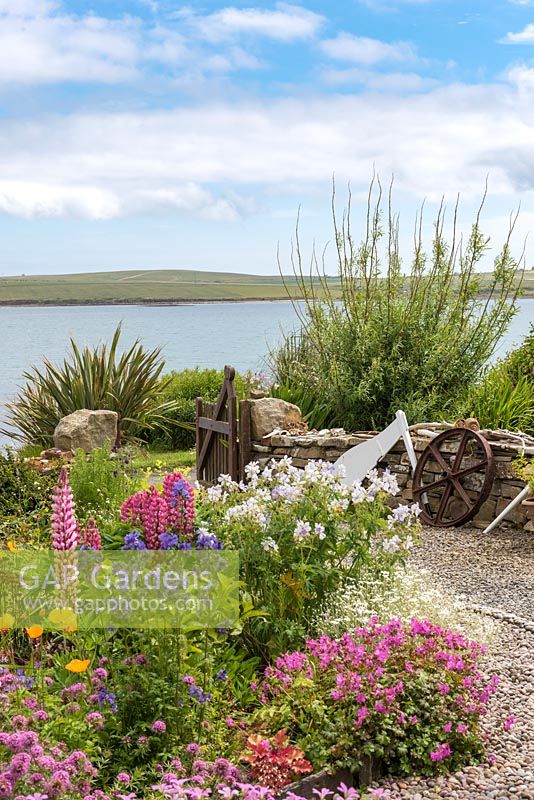 An exposed seaside front garden overlooking Widewall Bay on South Ronaldsay, UK. 