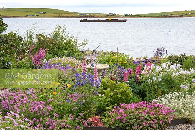 An exposed seaside front garden overlooking Widewall Bay on South Ronaldsay, UK.
