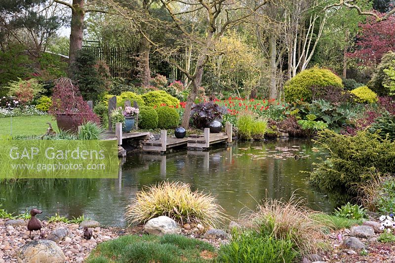 A large pond surrounded by acers, conifers, rheum and tulips.