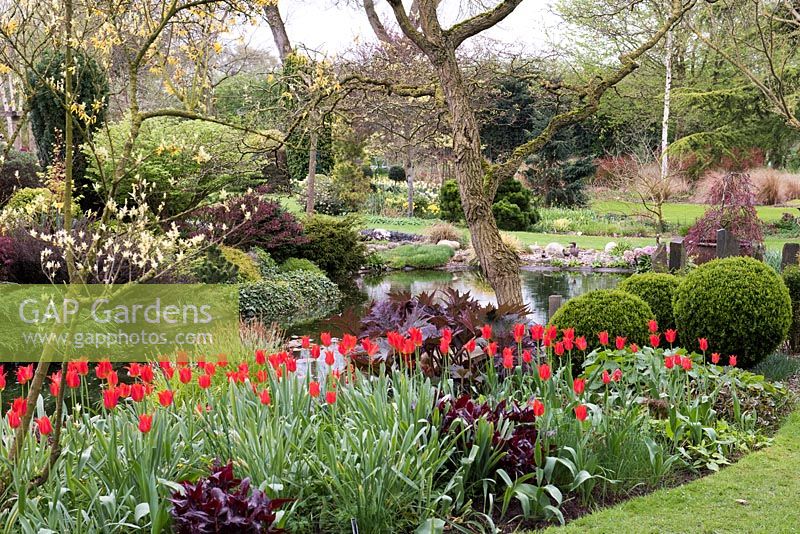 Well-kept garden with neat beds of red tulips and purple foliage beside pond, trees and other shrubs in background