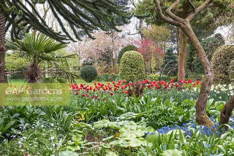 View through Araucaria araucana - monkey puzzle tree and palm, densely underplanted with perennials including
 red Tulipa - towards lawn and clipped trees and shrubs
tulip - .