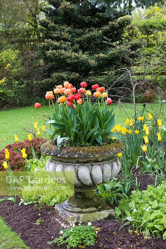A stone urn planted with tulips.