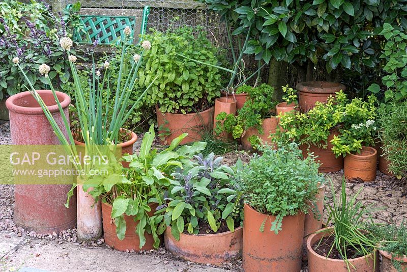 Assorted chimney pots and clay pipes planted with various different herbs