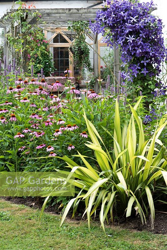 View over bed of Phormium and Echinacea - coneflowers - to the front of a 
pergola with trained Clematis 'Tie Dye'.