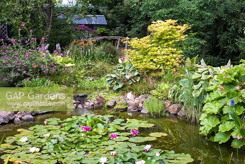 A stone-edged waterlily pond planted with various bog plants such as Rheum, Hosta, Iris
