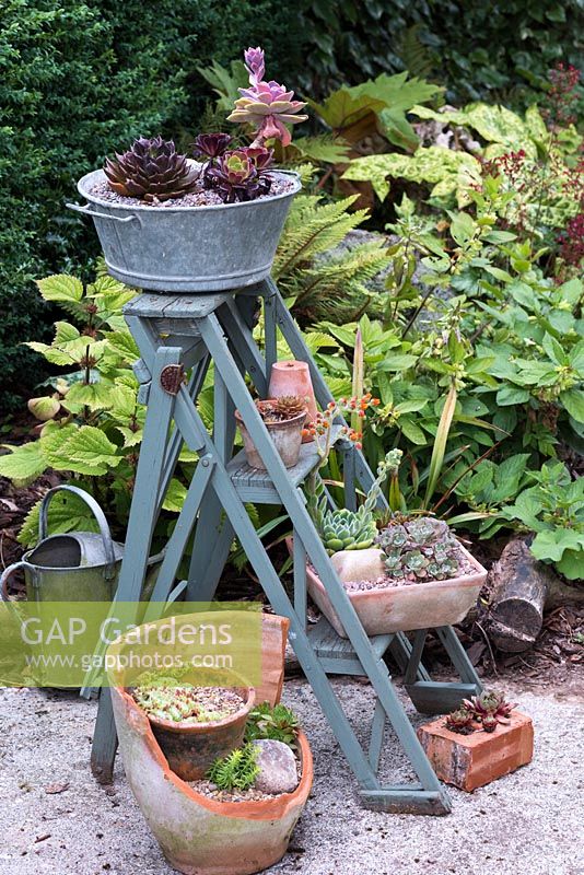 A rescued wooden step ladder painted and used to display pots of succulents