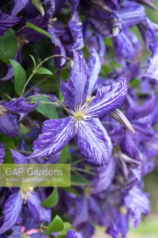 Clematis 'Tie Dye', a late flowering, large flowered deciduous climber
 with distinctive marbled flowers 