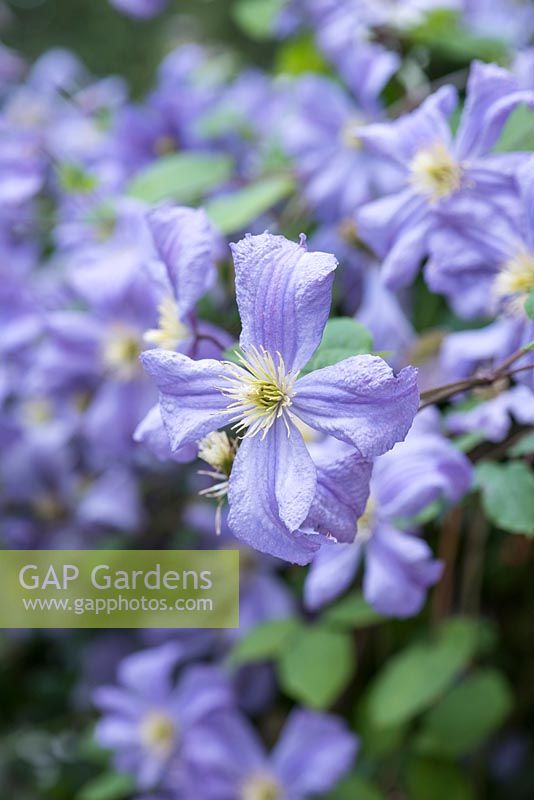 Clematis 'Blue Angel' - syn. 'Blekitny Aniol' - a medium sized deciduous 
climber with crinkled pale blue flowers
