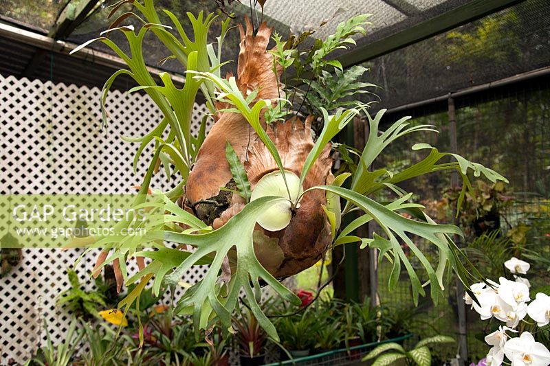 Platycerium - stag's horn fern - hanging in shade house
 