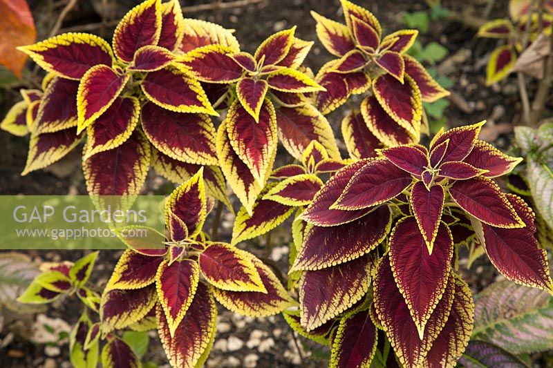 Solenostemon - coleus - with colourful foliage
