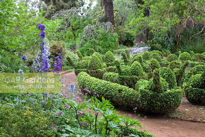 Peacock-shaped topiary at Palheiro's Garden, Funchal Madeira. 