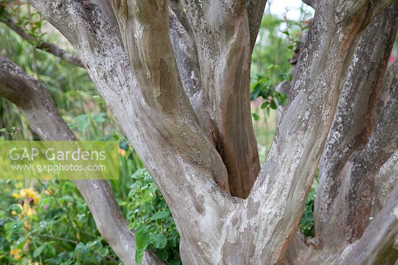 Bark of Lagerstromia indica at Palheiro's Garden, Funchal Madeira