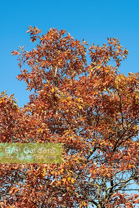 Quercus falcata - Spanish Oak  