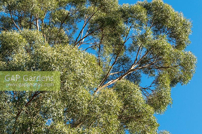 Eucalyptus gunnii - Cider Gum