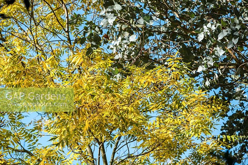 Carya aquatica - Swamp Hickory - and Eucalyptus cordata subsp. quadrandgulosa 