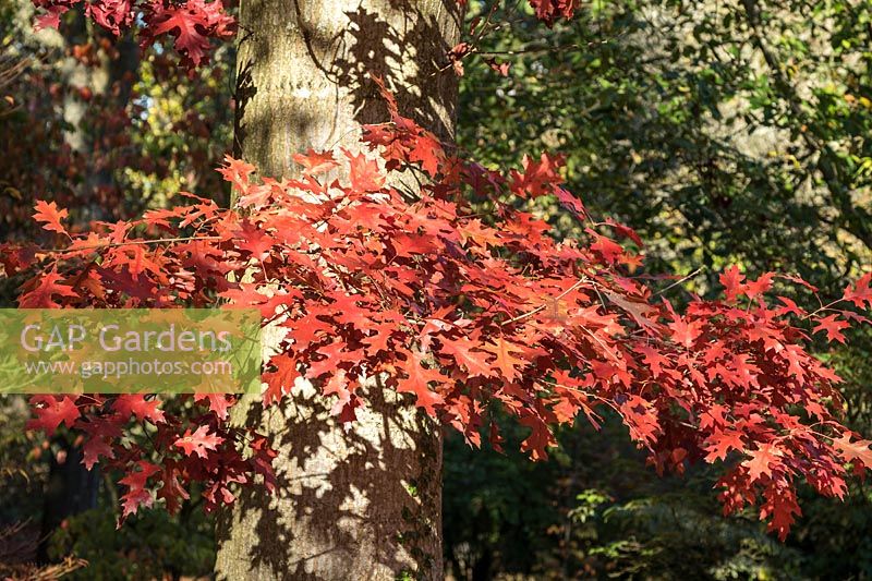 Quercus coccinea 'Splendens' - Scarlet Oak