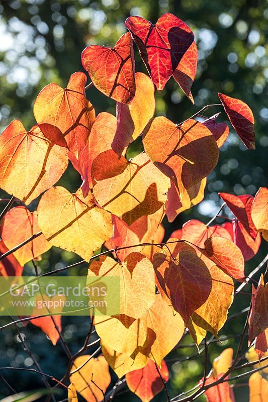 Cercis canadensis 'Forest Pansy' - Redbud 'Forest Pansy'