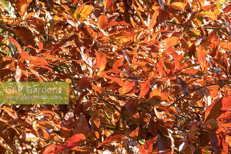 Quercus imbricaria - Shingle Oak  