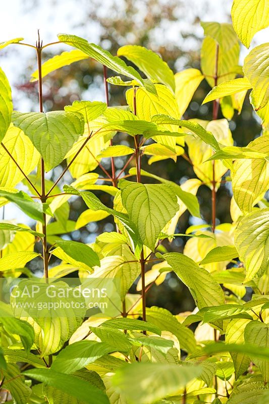 Cornus sericea subsp. occidentalis 'Sunshine'  