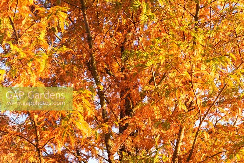 Metasequoia glyptostroboides 'Emerald Feathers' - Dawn Redwood 'Emerald Feathers'