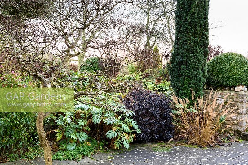 View of border of mixed shrubs in cottage garden. 
