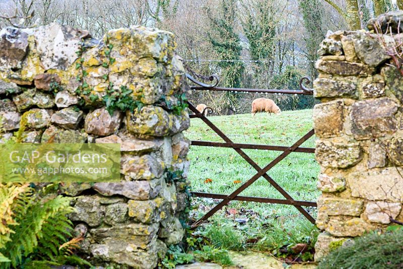 Sheep in an adjoining field framed by stone walls and the bars of a metal gate