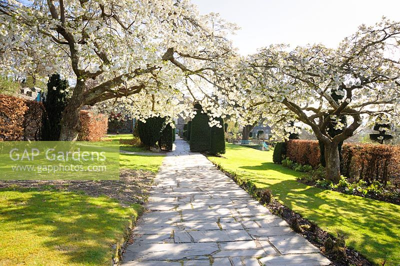 White cherries form a blossomy canopy over the path at Plas Brondanw, Penrhryndeudraeth, Gwynedd, Wales