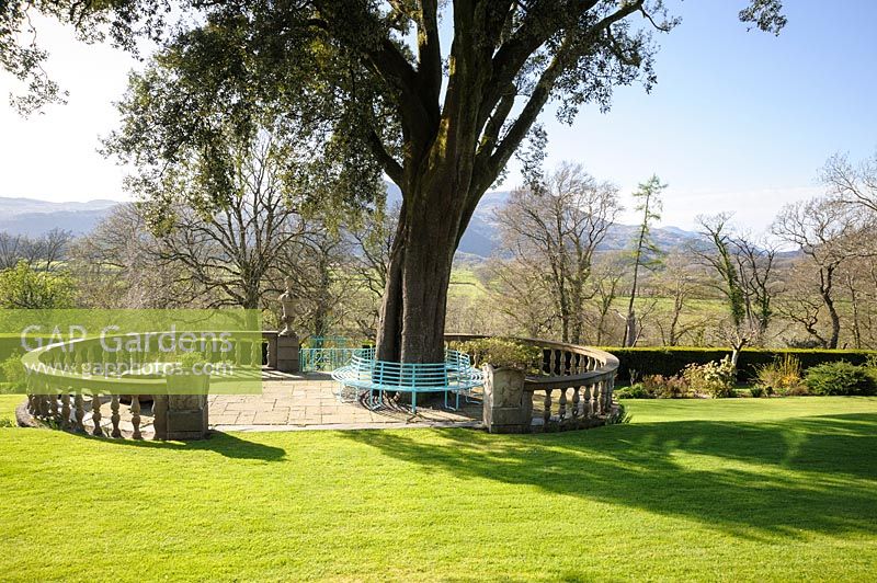 A holm oak, Quercus ilex, is encircled by a metal bench and balustraded terrace on the lawn in front of the house at Plas Brondanw, Penrhyndeudraeth, Gwynedd, Wales