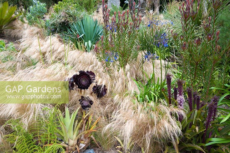 Stipa tenuissima washes in and out of planting on a sunny bank including Leucadendron 'Safari Sunset', eucomis, Agapanthus inapertus, aeoniums and other succulents