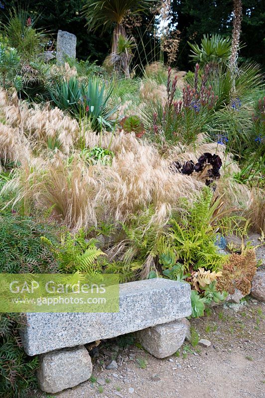 Stipa tenuissima washes in and out of planting on a sunny bank including Leucadendron 'Safari Sunset', Agapanthus inapertus, Grevillea 'Bronze Rambler', aeoniums and other succulents