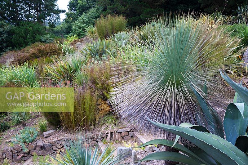 Bold foliage plants on dry banks include the grass tree, Xanthorrhoea glauca, agaves, restios and palms