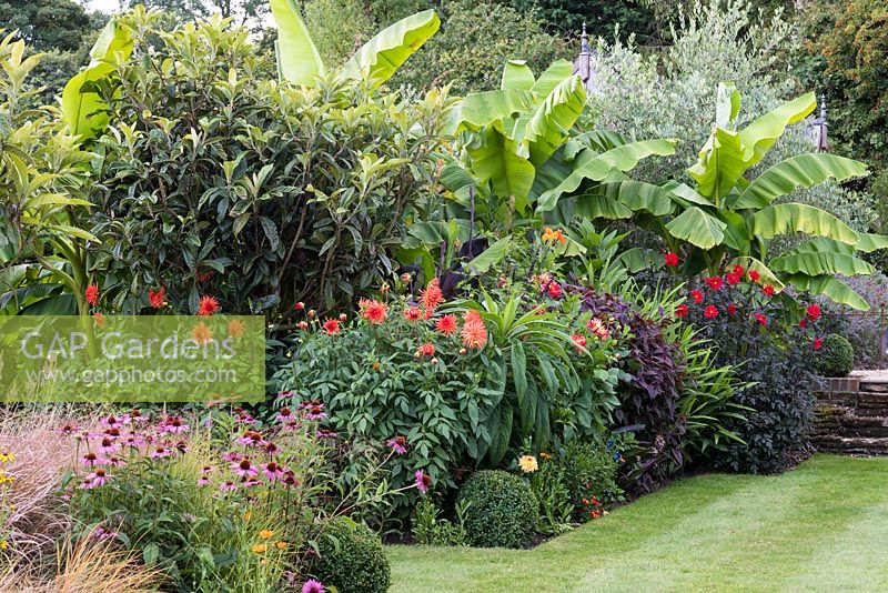 A colourful exotic late summer border with rudbeckia, Echinacea purpurea and Dahlias 'Firebird' and 'Mel's Orange Marmalade', in front of loquat trees, Eriobotrya japonica, and bananas, Musa basjoo.