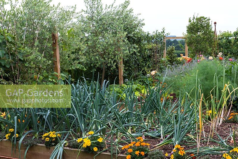 A country potager of raised beds. In one bed, there is companion planting of onions interspersed with French marigolds to repel whitefly.  Behind, olive trees are planted alongside fan trained fruits.