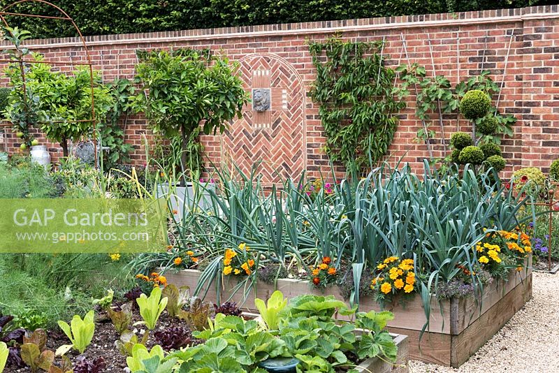 A country potager of raised beds. In one bed, there is companion planting of onions interspersed with French marigolds to repel whitefly.  Behind, figs and nectarines are fan-trained against a sunny brick wall.
