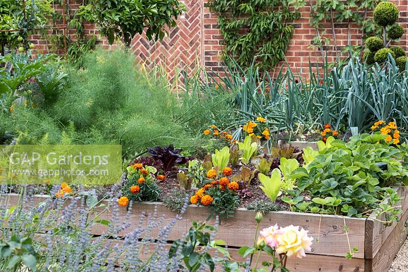A walled potager of raised beds planted with strawberries, salad leaves, fennel and onions. Marigolds are planted as a companion planting to repel whitefly from crops.